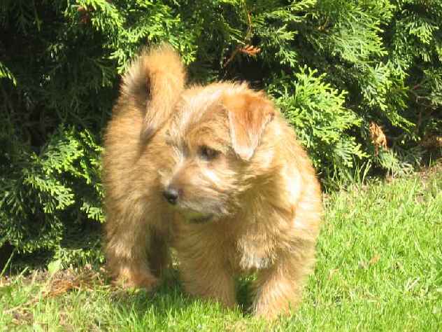 Norfolk Terrier: Alf Red heaven