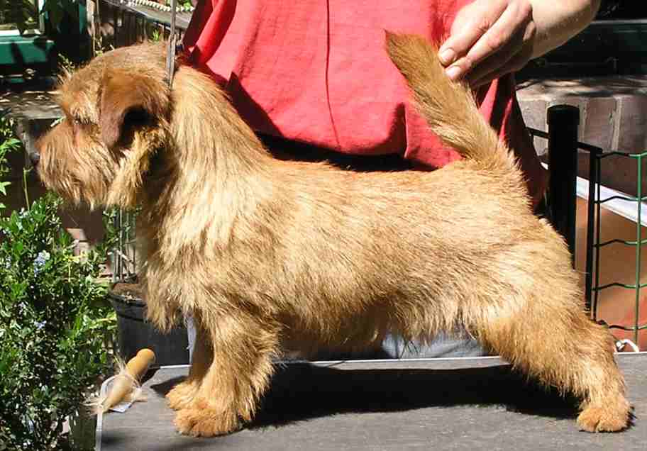 Norfolk Terrier: Allright Dancing Brave