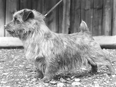 Norfolk Terrier: Allright Huckleberry Finn