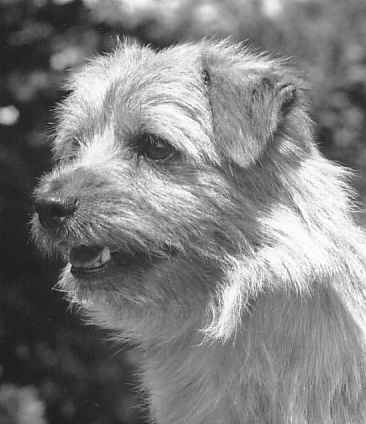 Norfolk Terrier: Allright Lancelot