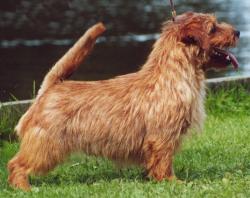 Norfolk Terrier: Allright Magic Dancer