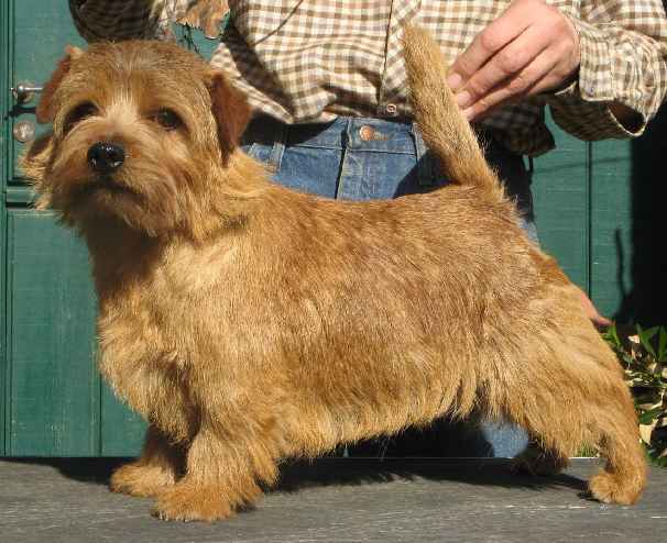 Norfolk Terrier: Allright Pretty Percy