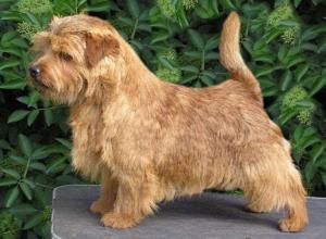 Norfolk Terrier: Allright Pretty Percy