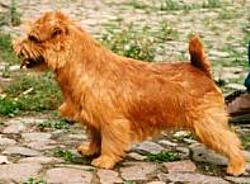 Norfolk Terrier: Allright Sherlock Holmes