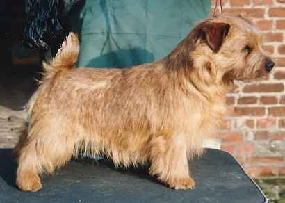 Norfolk Terrier: Allright Sherlock Holmes