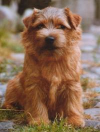 Norfolk Terrier: Allright Smart Chester