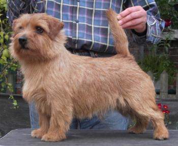 Norfolk Terrier: Allright Dancing with Wolves