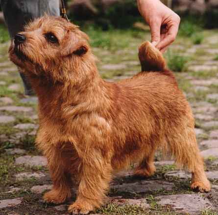 Norfolk Terrier: Allright Gimcrack