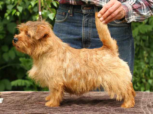 Norfolk Terrier: Allright Guinness