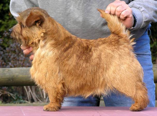 Norfolk Terrier: Allright Hot Chocolate