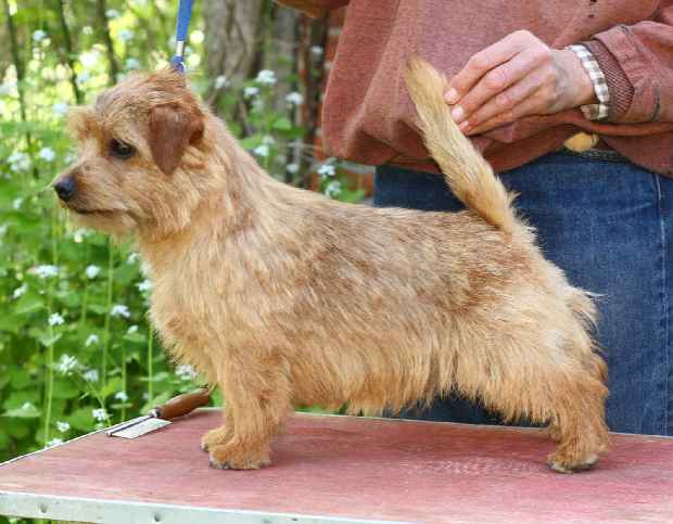 Norfolk Terrier: Allright Killarney