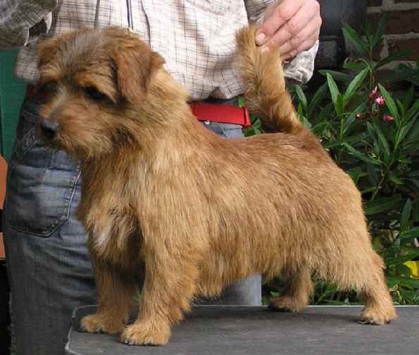 Norfolk Terrier: Allright Smart Nelson