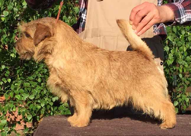 Norfolk Terrier: Allright Wild Thistle