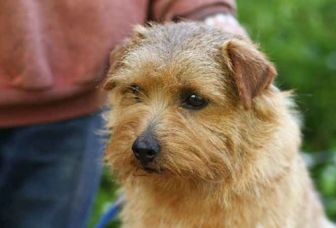 Norfolk Terrier: Allright Wild Thistle