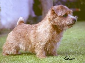Norfolk Terrier: Belleville Smart Alec