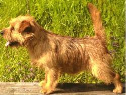 Norfolk Terrier: Brunclik Sany Danja