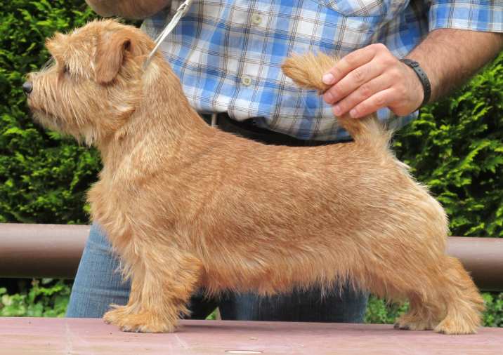 Norfolk Terrier: Charmonty A Kind Of Magic