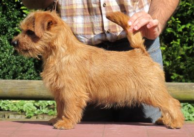Norfolk Terrier: Charmonty Hot Coffee