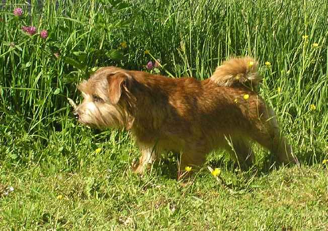 Norfolk Terrier: Charmonty Leonita