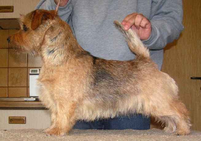 Norfolk Terrier: Charmonty Lucky Leo