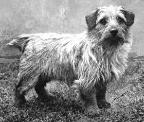 Norfolk Terrier: Colonsay Junior