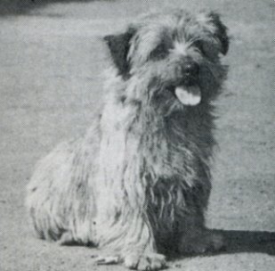 Norfolk Terrier: Crackshill Hardy