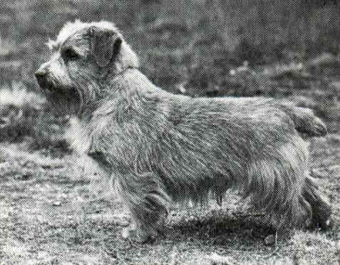 Norfolk Terrier: Daffran Dusty