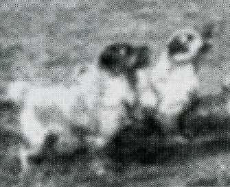 Norfolk Terrier: Elel Spruce