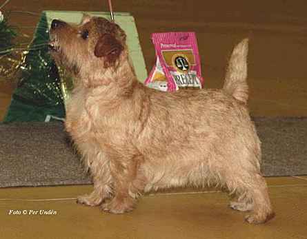 Norfolk Terrier: Guestlings Back to Basic