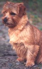 Norfolk Terrier: Guestlings Catch Me