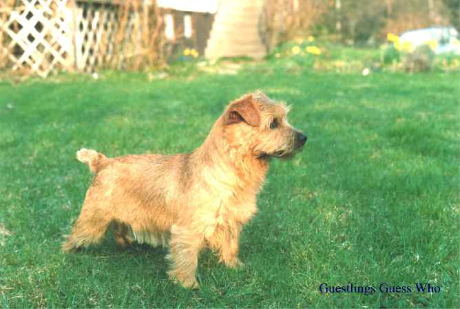 Norfolk Terrier: Guestlings Guess Who