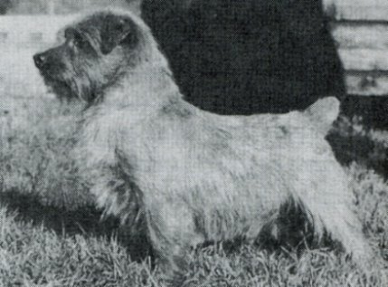 Norfolk Terrier: Ickworth Kythe of Ryslip