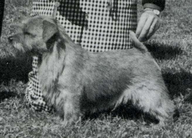 Norfolk Terrier: Jaeva Matti Brown
