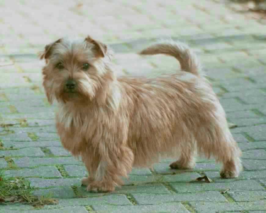 Norfolk Terrier: Josy Of Brigadoon