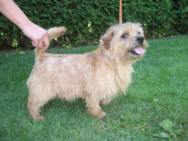 Norfolk Terrier: Kimi of Cackie od Spešovské skály