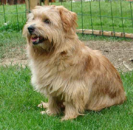 Norfolk Terrier: Lastarean Kai