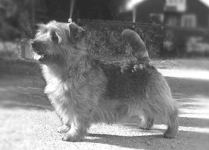 Norfolk Terrier: Madfaellans Lambert Walk