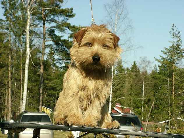 Norfolk Terrier: Max-Well's Eastwind