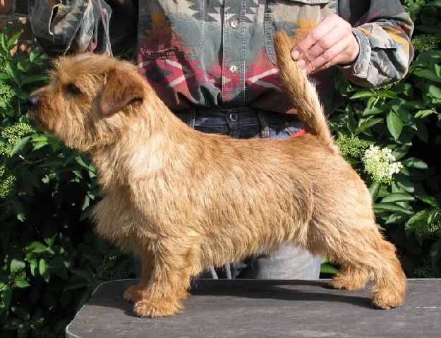 Norfolk Terrier: Mullsorkarnas Miles Davis