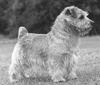 Norfolk Terrier: Nanfan Sweetcorn