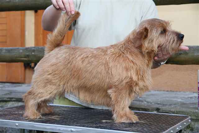 Norfolk Terrier: Raghound Harkin