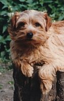 Norfolk Terrier: Red Pepper Sage