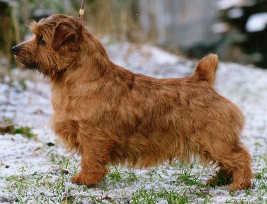 Norfolk Terrier: Rouletta Russet Leaf