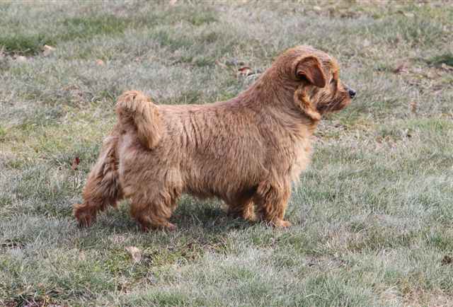 Norfolk Terrier: Terravirtus Boogie Woogie