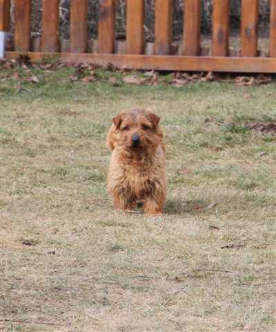 Norfolk Terrier: Terravirtus Boogie Woogie