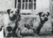 Norfolk Terrier: Waveney Valley Alder