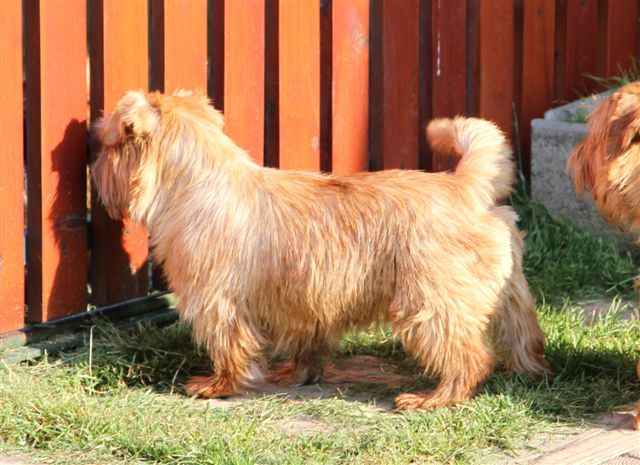 Norfolk Terrier: Yade Victis