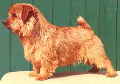 Norfolk Terrier: Yarrow's Henley
