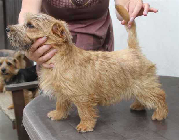 Norfolk Terrier: Alf Red heaven