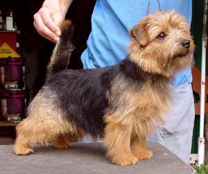 Norfolk Terrier: Allright Ali Baba